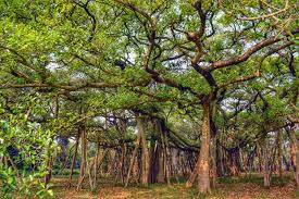 Banyan © X-D.R.