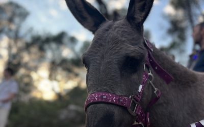 Seize ânes pour Cézanne