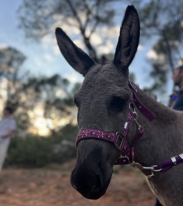Seize ânes pour Cézanne