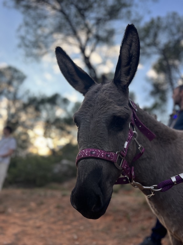 Seize ânes et le voleur / GTP © X_D.R